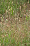 Carolina canarygrass